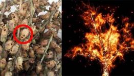 الشجرة الملعونة بالقرآن
