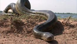 صورة توضيحية
