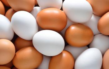 egg-1.jpg