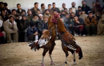 صورة أرشيفية