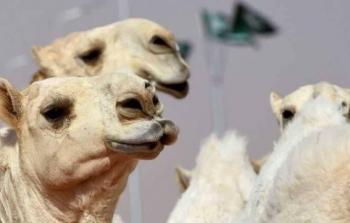 مسابقة جمال الابل في السعودية