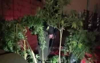 المواد المخدرة المضبوطة