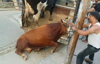 صورة ارشيفية _ عجل شراري _ عيد الأضحى المبارك