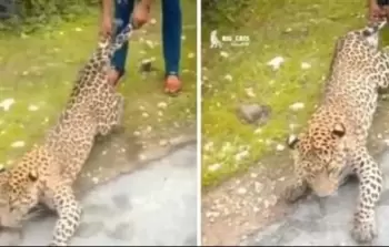 جانب من الفيديو