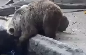 جانب من الفيديو