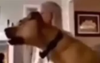 كلب يشجع مباريات كأس العالم