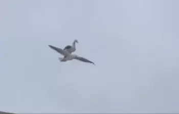 جانب من الفيديو