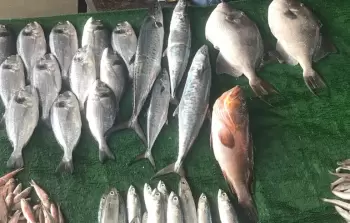 اسماك