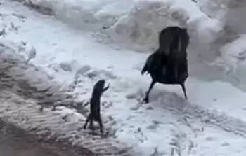 جانب من العراك