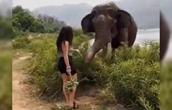 ماذا فعل فيل عملاق بامرأة شبه عارية أثارت جنونه
