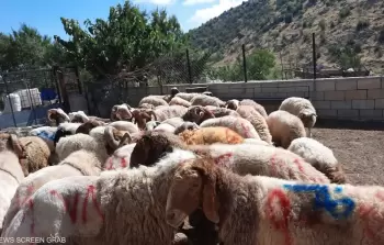 أضاحي العيد
