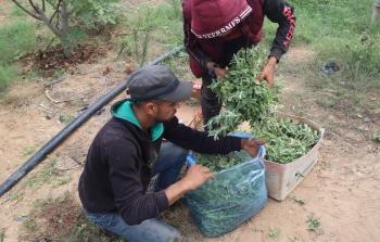 زراعة الزعتر