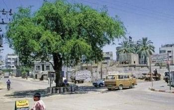 السدرة في شارع يافا وسط غزة