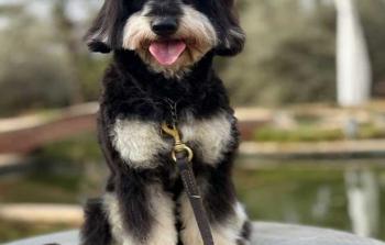 كلب التجمع الخامس