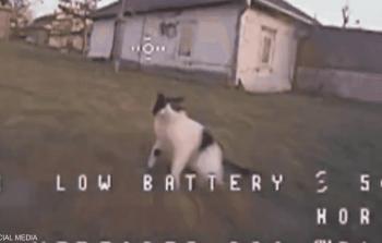 قطة تهاجم طائرة مسيرة