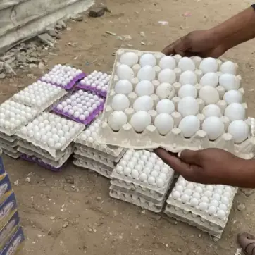 البيض في غزة