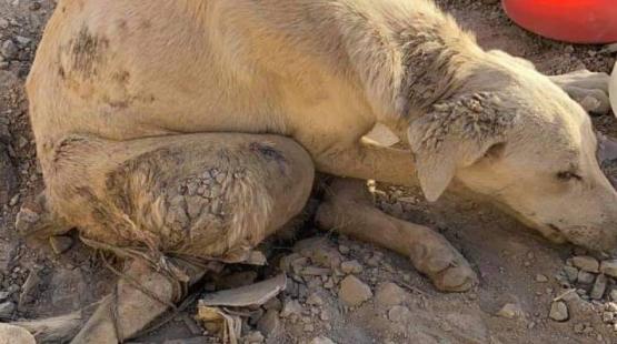 الكلب المُغتصب