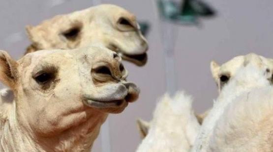 الابل في المملكة العربية السعودية