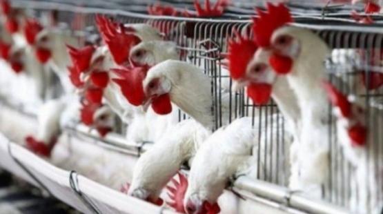 صورة ارشيفية