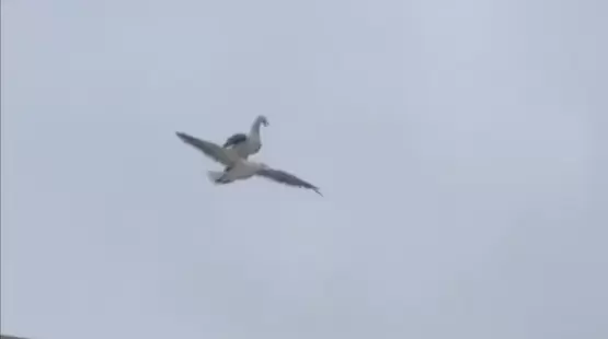 جانب من الفيديو