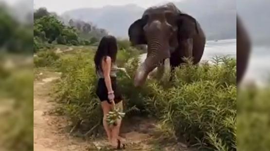 ماذا فعل فيل عملاق بامرأة شبه عارية أثارت جنونه