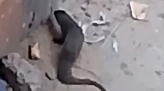 جانب من الفيديو
