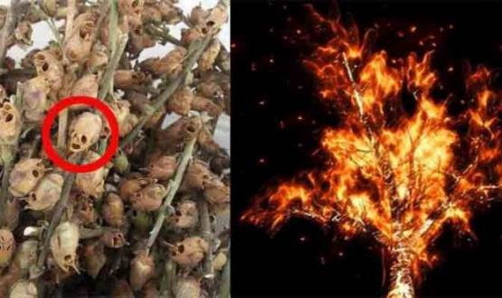 الشجرة الملعونة بالقرآن