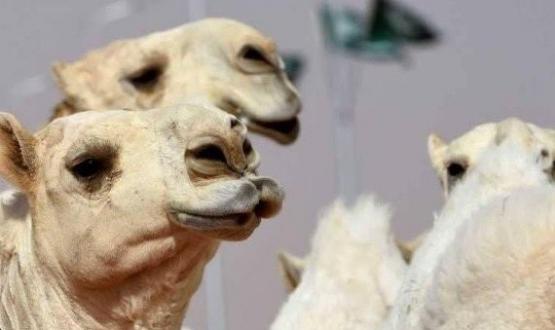 الابل في المملكة العربية السعودية