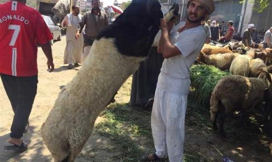 الاضاحي في مصر