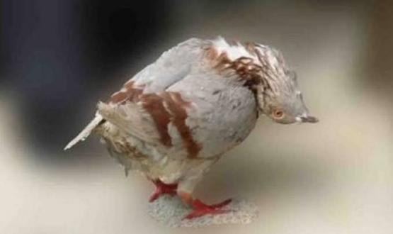 صورة توضيحية