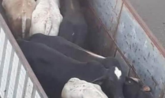 ابقار برازيلية