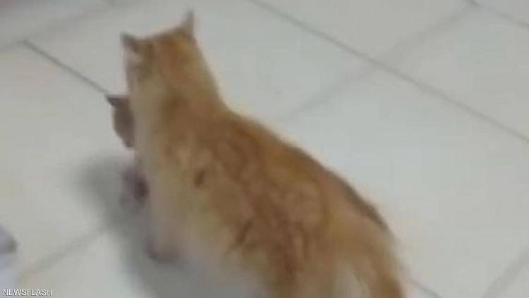 قطة تأخذ مولودها للمستشفى