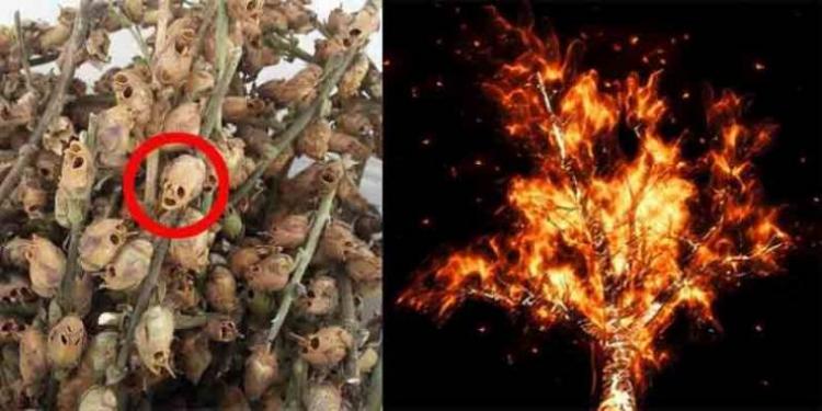 الشجرة الملعونة بالقرآن