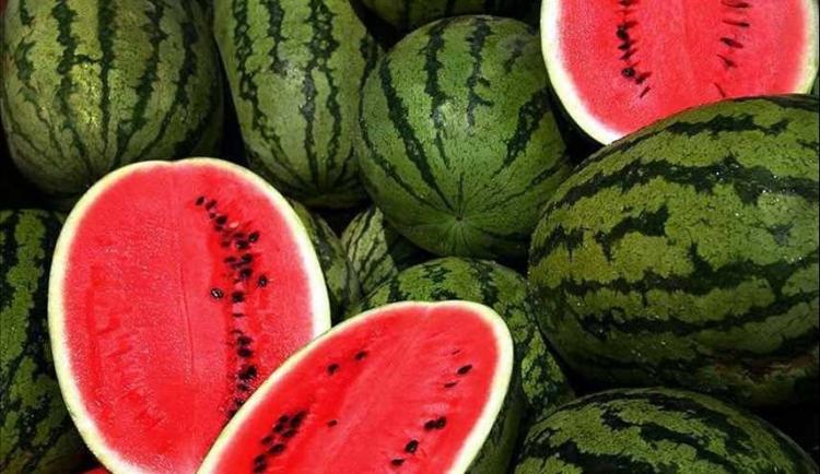 البطيخ