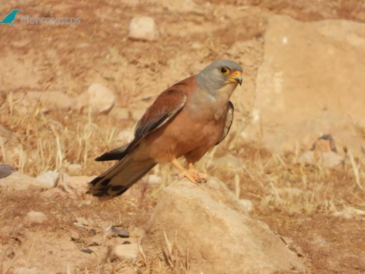 طيور من برية القدس