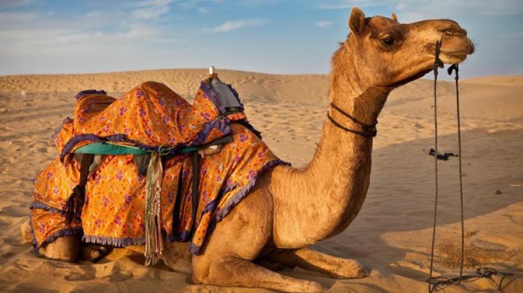 بول الإبل للشعر