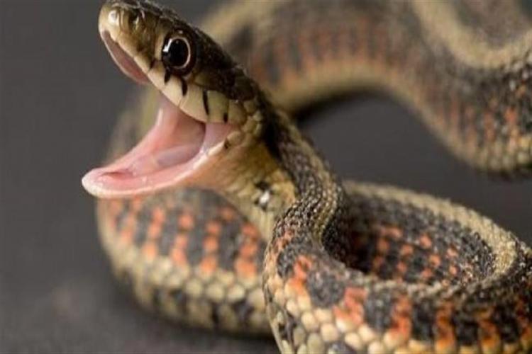 ثعبان ضخم