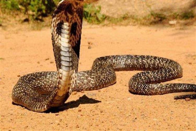 صورة توضيحية