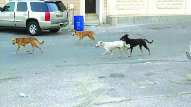 صورة توضيحية