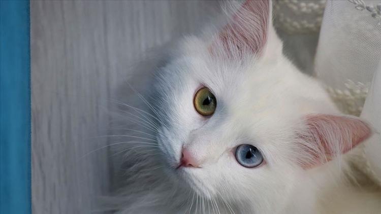 صورة توضيحية