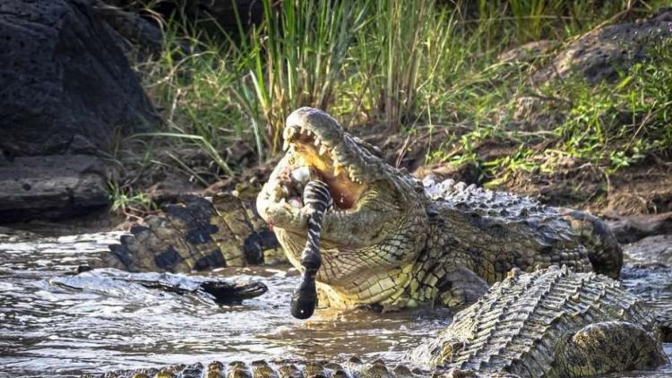 صورة توضيحية