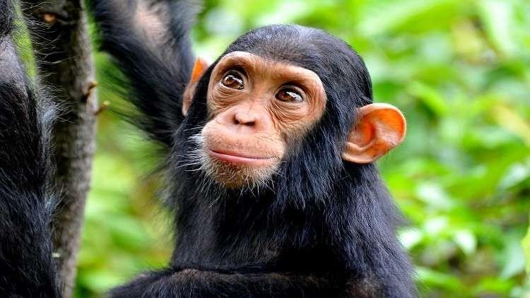 صورة توضيحية