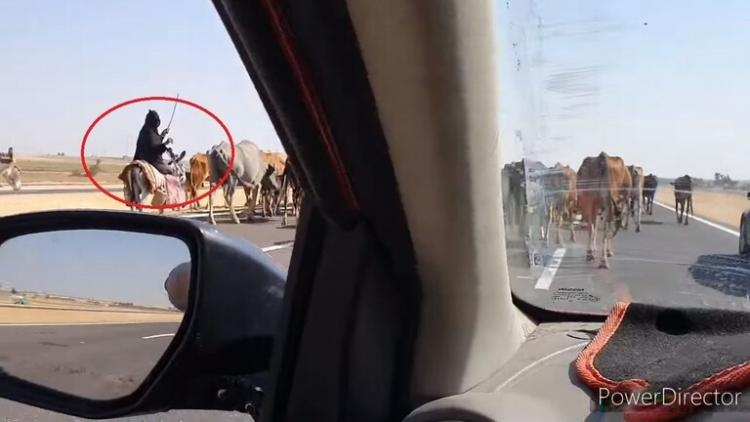 فيديو يثير الضجة  لراعيات مواشي في مصر