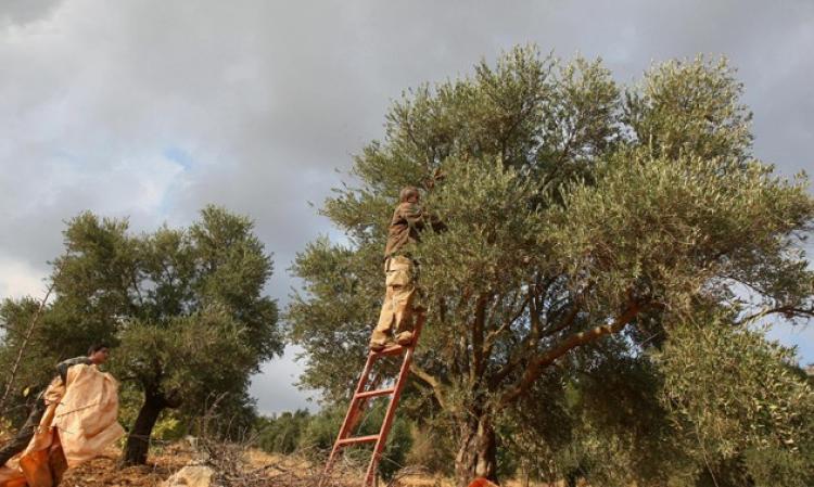مواطنان يقومان بقطف الزيتونن-(أرشيفية).jpg