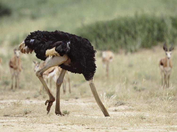 صورة توضيحية