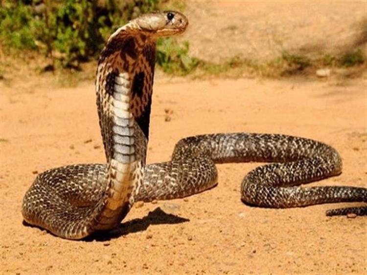 صورة توضيحية