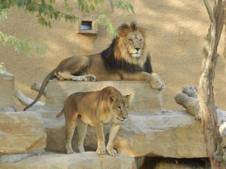 صورة توضيحية
