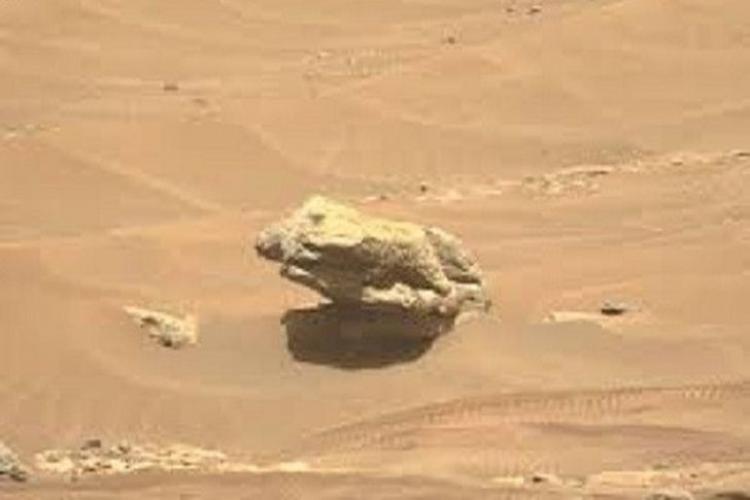 ضفدع المريخ