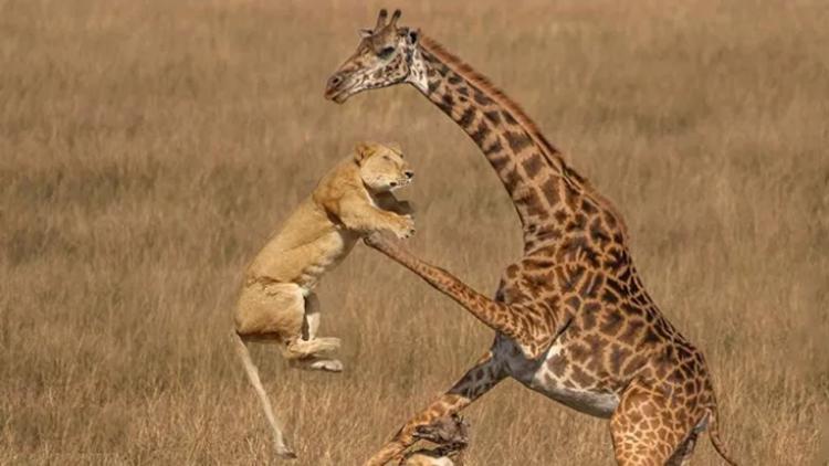 صورة توضيحية