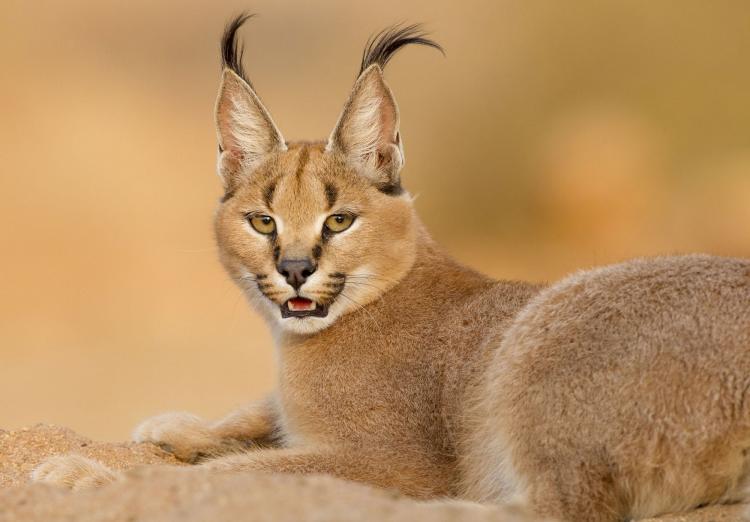 صورة توضيحية
